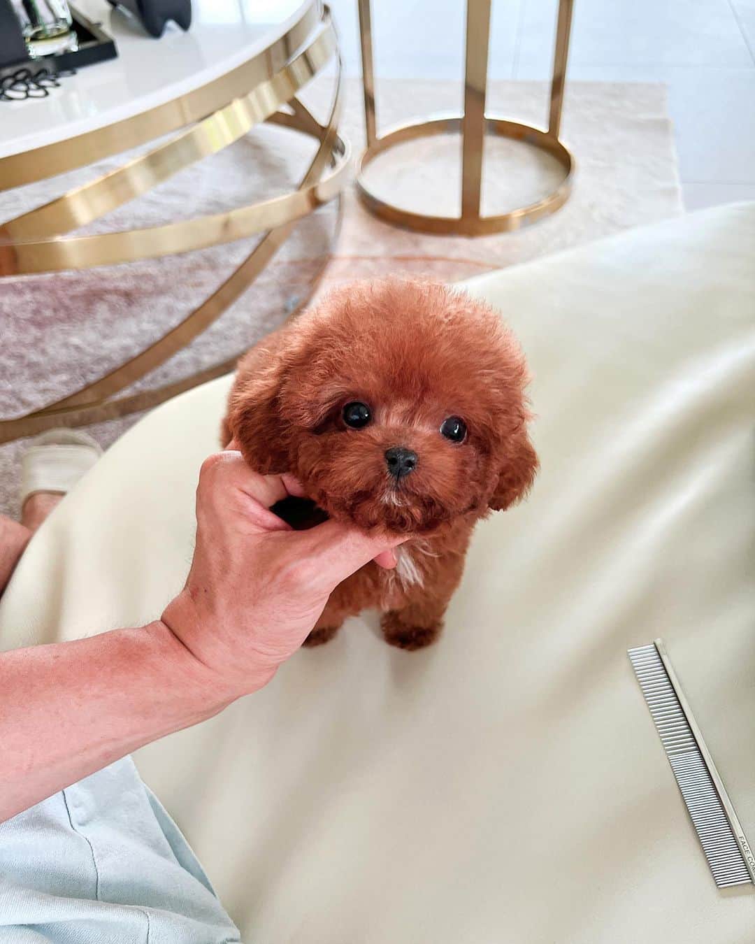 Rolly Pups INCさんのインスタグラム写真 - (Rolly Pups INCInstagram)「Long waited by a lot of clients! Jackson the poodle is a sweet little red colored with short legs and short back 💕」8月14日 10時33分 - kpups.official