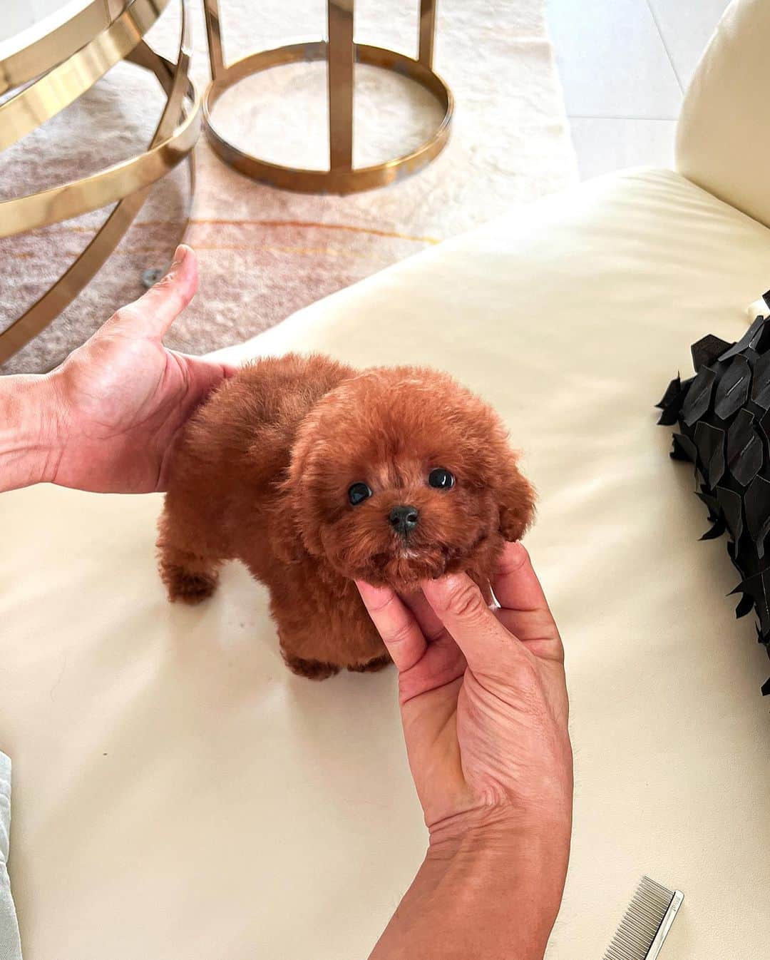 Rolly Pups INCのインスタグラム：「Long waited by a lot of clients! Jackson the poodle is a sweet little red colored with short legs and short back 💕」