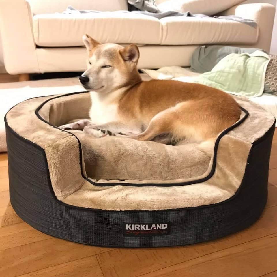 柴犬リリコのインスタグラム：「6年前の今日はお盆で実家行って、ついでにコストコ行ってこのベッド買ったんだった。  今思えばこのクオリティで破格のプライス！！  ゆっくりお家で寛いでくれてるかな？😌  #kirkland  #カークランド #柴犬リリコ」