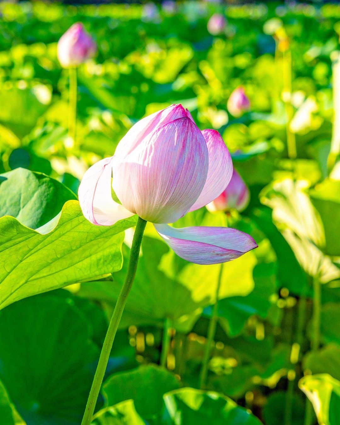 豊大槻のインスタグラム：「Camera: FUJIFILM X-H2 Lens: 120mm f5.6 1/640 iso200 ・ ・ 台風の影響強く 仕事以外の撮影に行けてない... ・ ・ #蓮  #はす  #朝の風景  #不忍池  #風景  #自然  #写真  #写真好きな人と繋がりたい  #カメラマン  #映像クリエイター  #ミラーレス一眼  #花が好き  #自然が好き  #癒し  #lotus  #ponds  #flowers  #view  #countryside  #country  #healing  #photo  #fujifilm  #photography  #nature」