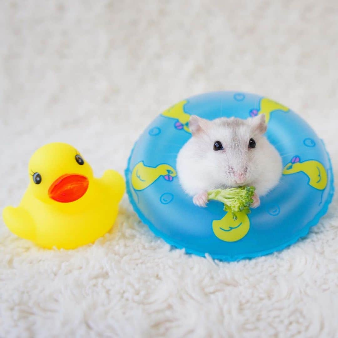 hamster_mocoのインスタグラム：「夏ですね〜🐥⸒⸒🐹🛟🤭  お空のふぅちゃん🌈 白くて丸くて柔らかくて優しくて…ほんとに可愛い子でした😌 お盆ももうすぐ終わり。 お空の子達、みんなでお家に帰ってきてくれたのかな☺️？ 2023.8.14 ✼••┈┈••✼••┈┈••✼••┈┈••✼••┈┈••✼  #ハムスターふぅ#ハムスター#ジャンガリアンハムスター#ジャンガリアン#パールホワイト#パールホワイトジャンガリアン#クリーミーライン#クリーミーラインジャンガリアン#ふわもこ部 #モフモフ#ペット#ハムスタグラム #hamster#djungarian#hamstagram#hammy#happy_pets#PET_OF_OUR_WORLD#igersjp#ig_japan#instapet#weeklyfluff#kawaii#cute#仓鼠#정글리안#햄스터」