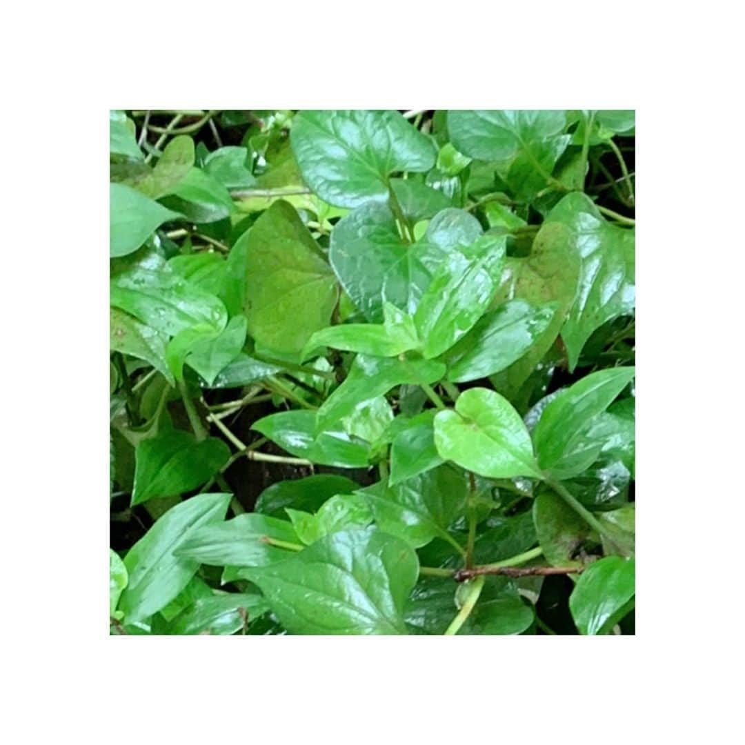 きよこのインスタグラム：「☺︎ Greeeen🌿 #photoofthedays *  台風らしい短いタームの雨と晴れ。 雲の切れたタイミング、緑はきらきらと。  いくつか予定変更が出ている週明け。 無理せずに心が喜ぶことを。」