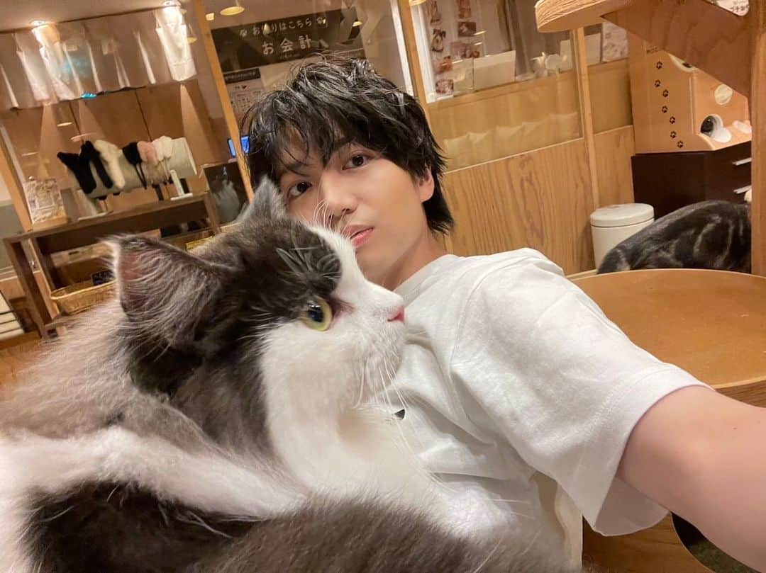 千葉翔也さんのインスタグラム写真 - (千葉翔也Instagram)「猫カフェ楽しかったなぁ 「あやかしトライアングル」でお邪魔しました。  男性たった1人でしたが、皆さん親切にしてくださり、楽しく番組撮影させていただけました。  仲良くなった子たちにまた会いたいです https://youtu.be/hUwWPqkLaP8  #あやかしトライアングル #猫カフェ #シロガネを探せ #今日は6話」8月14日 19時28分 - shoya_chiba_official