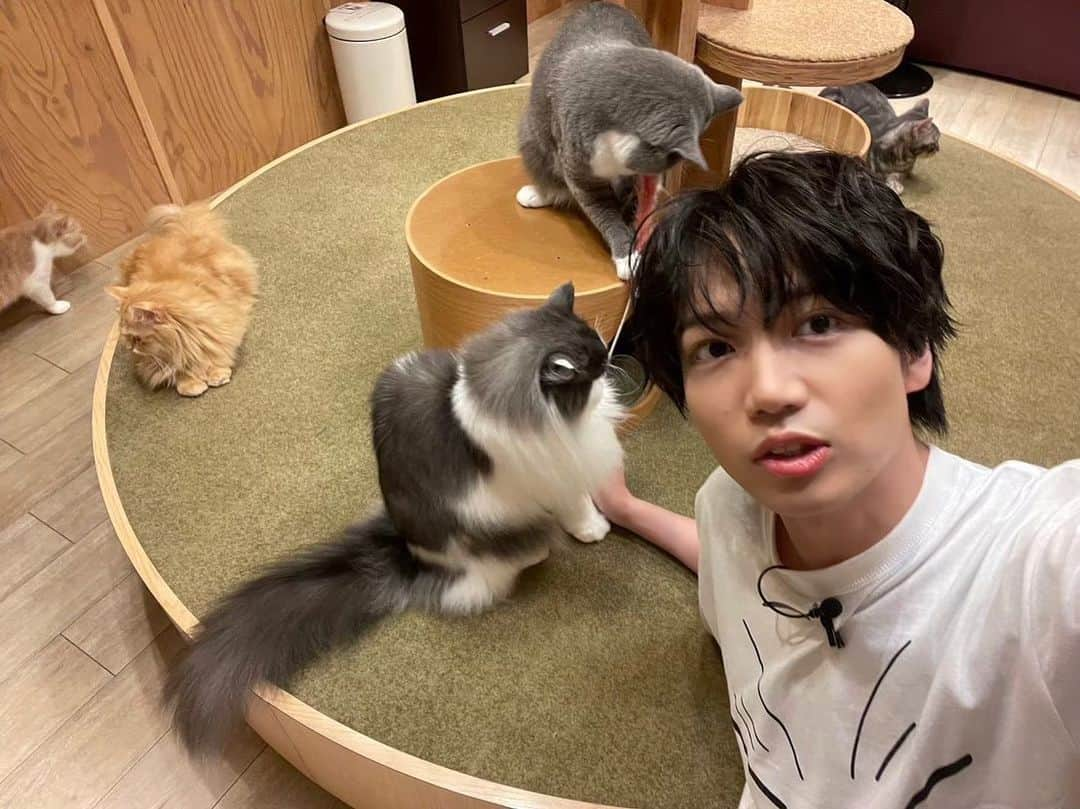 千葉翔也さんのインスタグラム写真 - (千葉翔也Instagram)「猫カフェ楽しかったなぁ 「あやかしトライアングル」でお邪魔しました。  男性たった1人でしたが、皆さん親切にしてくださり、楽しく番組撮影させていただけました。  仲良くなった子たちにまた会いたいです https://youtu.be/hUwWPqkLaP8  #あやかしトライアングル #猫カフェ #シロガネを探せ #今日は6話」8月14日 19時28分 - shoya_chiba_official