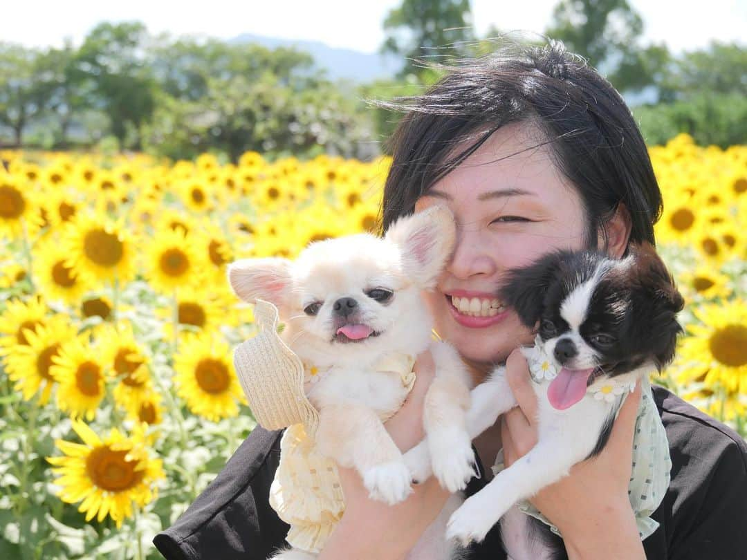 下平夏奈のインスタグラム：「先日の8月7日、 30歳を迎えることが出来ました☺️  いつも関わってくださる皆さま 本当にありがとうございます！  あっという間だった20代！ 30代はもっと早く過ぎるよと聞いたので やりたいことは、すぐにチャレンジしよう！笑  今は、バレーボールの指導と SNS関係のお仕事を中心に、 動画編集や撮影、オフ会のイベントなどを 企画したりしています！  バレーボール選手を引退してから 大変なこともあったけど 経験させてもらった沢山の学びを  少しでも多くの人に 還元していけるように頑張ります！  いくつになっても 好奇心と向上心を持って✨  どんな出来事も楽しめる力をつけていきます！  沢山のお祝いのメッセージやプレゼント 本当にありがとうございました☺️  #30歳になりました #8月生まれ #犬のいる暮らし #ひまわり  #ペキチワ #チワペキ #多頭飼い #バレーボール #フリーランス  #スポーツ選手 #セカンドキャリア」