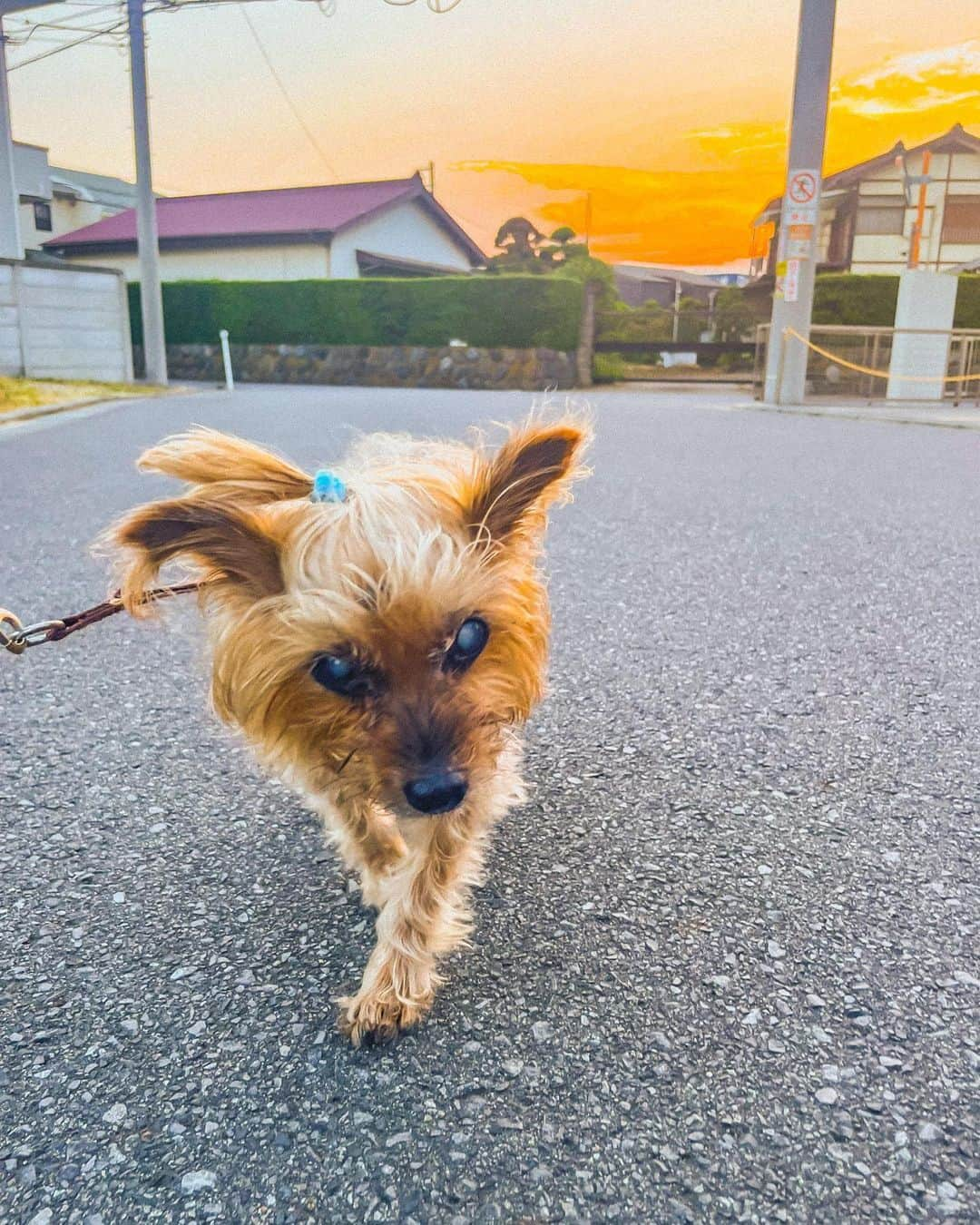 松尾光次さんのインスタグラム写真 - (松尾光次Instagram)「🌊🌴🏮🐶🗣🗻」8月14日 14時10分 - koji_swanky_dank