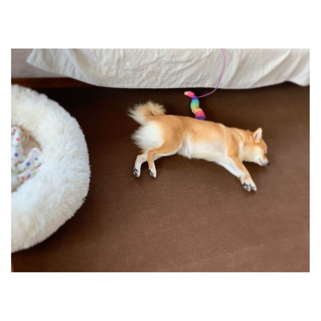 陽月華さんのインスタグラム写真 - (陽月華Instagram)「☆  ある夏の日の昼下がり。  #るん  #犬 #dog #dogstagram #dogslife #doglife #dogs #doglifestyle #dogstagram  #dogphoto #dogphotography  #dogphotoshoot #photography  るんがすべらないようのカーペット。毛玉やら ちびの頃のおしょん跡やら、めくれちゃったり、もうすっかりくたびれてたのを、最近やっと替えて気分もすっきり。わたしが。  いままでるんたんの足を守ってくれてありがと。 これからもよろしく。  思う存分 走り回っておくれ。」8月14日 14時20分 - hizukihana_official