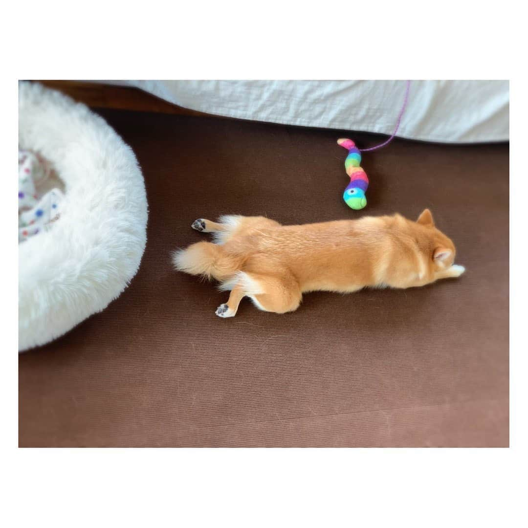 陽月華さんのインスタグラム写真 - (陽月華Instagram)「☆  ある夏の日の昼下がり。  #るん  #犬 #dog #dogstagram #dogslife #doglife #dogs #doglifestyle #dogstagram  #dogphoto #dogphotography  #dogphotoshoot #photography  るんがすべらないようのカーペット。毛玉やら ちびの頃のおしょん跡やら、めくれちゃったり、もうすっかりくたびれてたのを、最近やっと替えて気分もすっきり。わたしが。  いままでるんたんの足を守ってくれてありがと。 これからもよろしく。  思う存分 走り回っておくれ。」8月14日 14時20分 - hizukihana_official