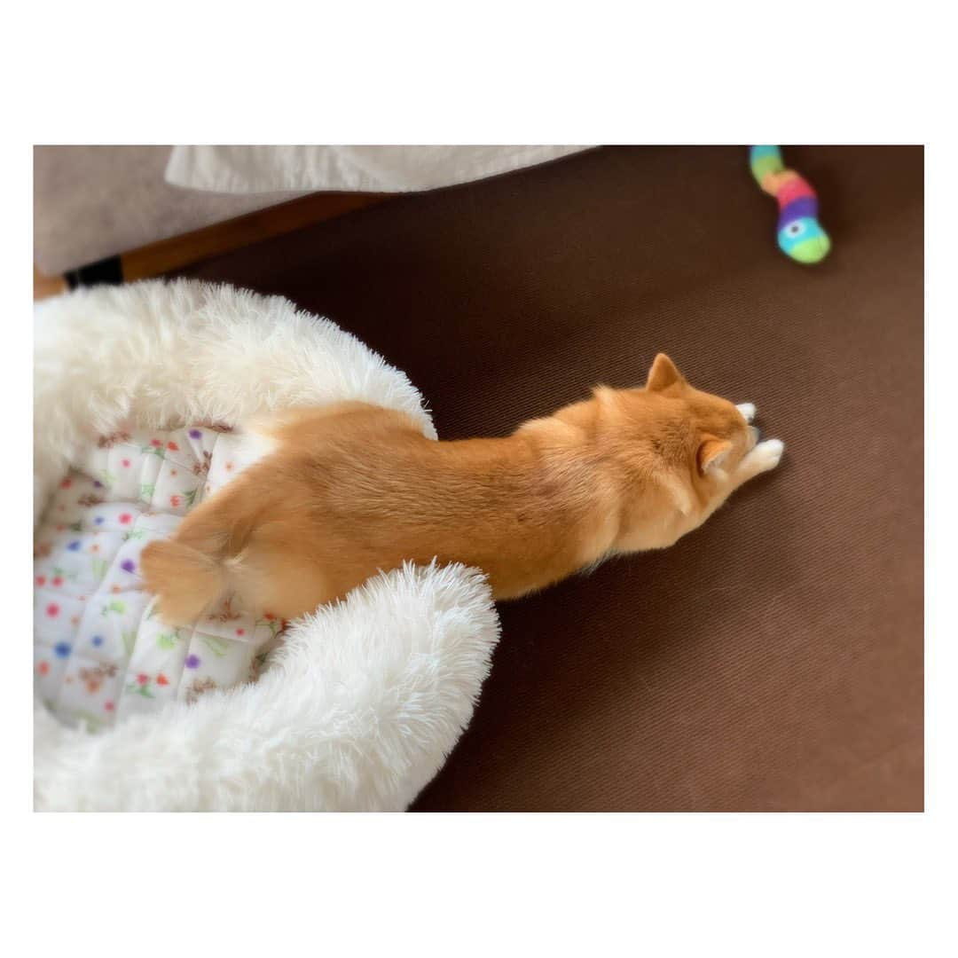 陽月華のインスタグラム：「☆  ある夏の日の昼下がり。  #るん  #犬 #dog #dogstagram #dogslife #doglife #dogs #doglifestyle #dogstagram  #dogphoto #dogphotography  #dogphotoshoot #photography  るんがすべらないようのカーペット。毛玉やら ちびの頃のおしょん跡やら、めくれちゃったり、もうすっかりくたびれてたのを、最近やっと替えて気分もすっきり。わたしが。  いままでるんたんの足を守ってくれてありがと。 これからもよろしく。  思う存分 走り回っておくれ。」