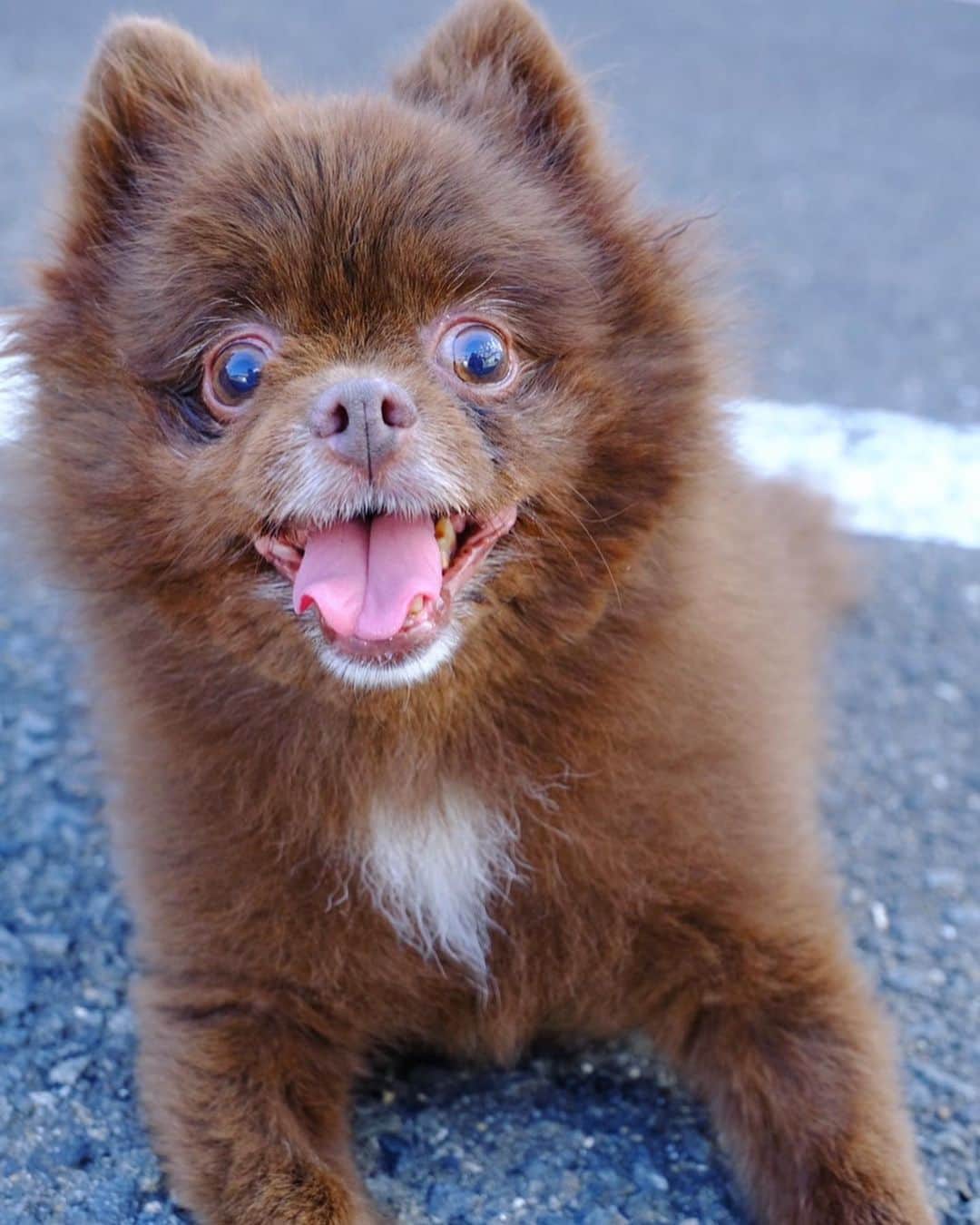 犬塚あさなのインスタグラム：「ほんっとにかわいい  #ポメラニアン #ポメ #ポメラニアンが世界一可愛い #ポメラニアン部 #チョコレートポメラニアン #チョコポメ #犬」