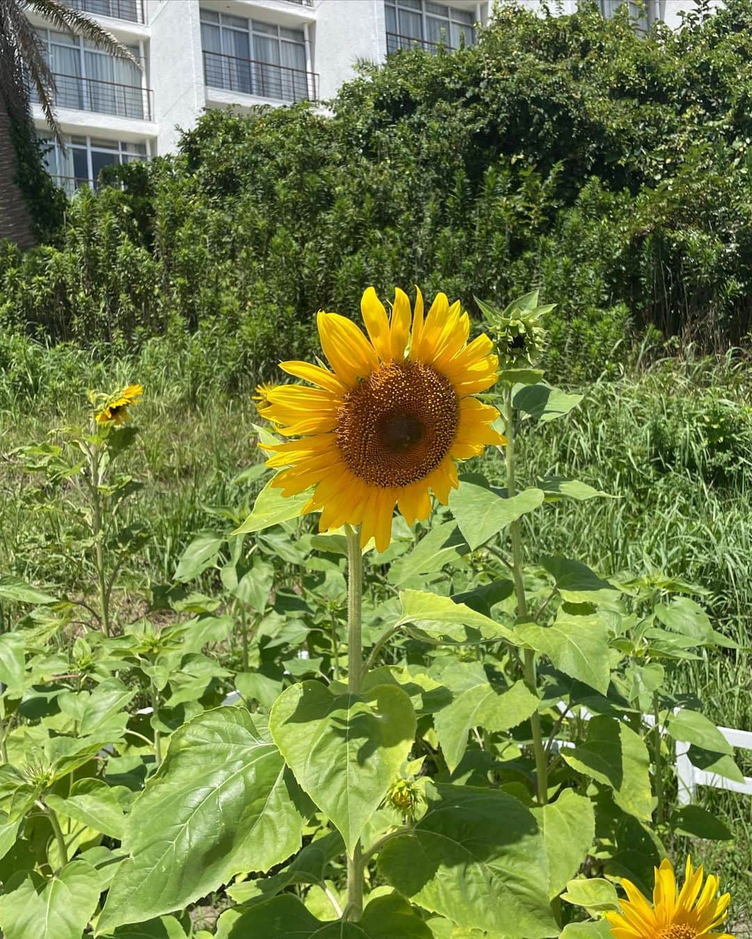 モニカさんのインスタグラム写真 - (モニカInstagram)「🌻🌊 . ビーチで朝ごはん最高💙 .  #summer  #beach  #海  #海ピク  #夏コーデ  #fashion  #ひまわり  #下田」8月14日 14時49分 - _monica_1121