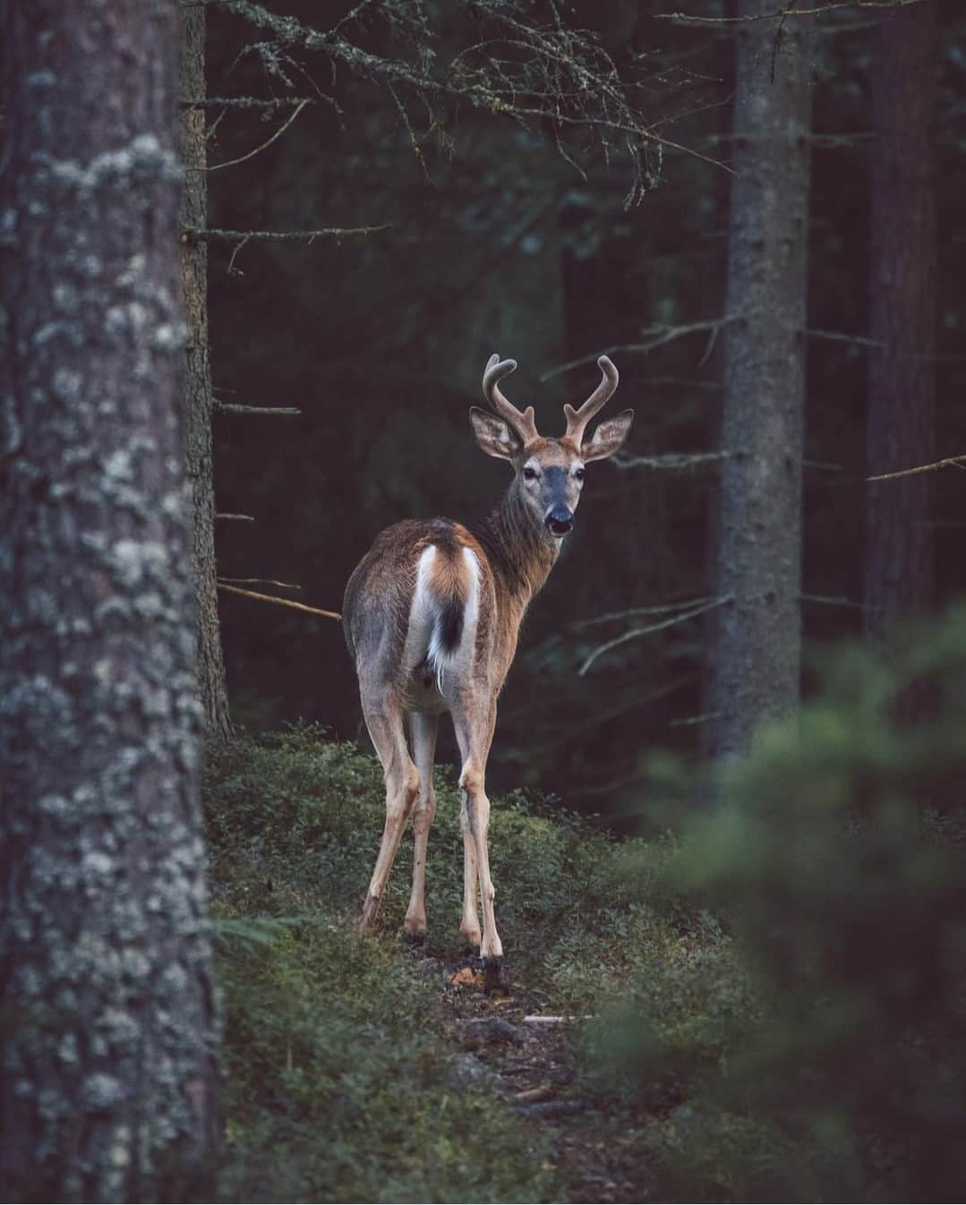 フィンランド政府観光局のインスタグラム：「森の中でばったり。🦌 こちらも気になればあちらも気になります。 😆 ． 📸 @hobosapienskimohman Kiitos! 🙏 #visitfinland #ourfinland #visitfinlandjp #finland #北欧旅行 #travelgram #フィンランド #フィンランド政府観光局 #北欧 #travel #instatravel #travel #travelgram #travelling #traveler #旅したくなるフォト #旅行 #旅 #海外旅行 #travelphotography #旅行大好き #旅行好き #旅スタグラム #旅好き #ヨーロッパ旅行 #旅に出たい #トラベル #子鹿 #森」