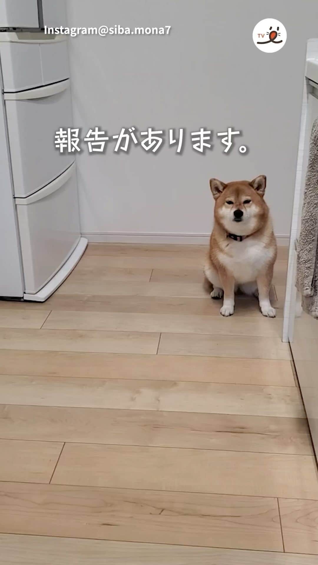 PECO いぬ部のインスタグラム：「「ママ、聞いて！ そして……見て👀✨」  ㅤㅤ 今回素敵な投稿をしてくださったのは… @siba.mona7 さん（モナちゃん） 他にも素敵なお写真がたくさんあるので ぜひ遊びに行ってみてね♪ ㅤㅤ ㅤㅤ ㅤㅤ 〖 #pecoいぬ部（ #ペコねこ部 ） 〗をつけてご投稿いただくと PECOのSNSで楽しくご紹介させていただきます😋 フォロー&コメントお待ちしています✨ ㅤㅤ ㅤㅤ  ============================== @pecodogs（ @pecocats ）☚YouTubeでも可愛いワンコ（ニャンコ）紹介中🐶💕 ==============================  #犬のいる暮らし #犬部 #犬好きな人と繋がりたい #dogstagram #doglover #멍스타그램 #개스타그램 #柴犬 #shibainu #報告があります #ごはん #全部食べたよ #得意気な表情に悶絶」