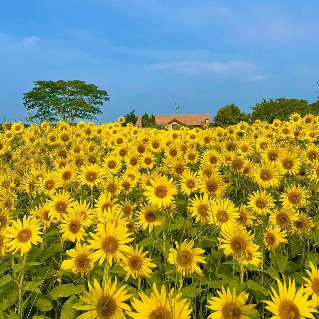 九州電力のインスタグラム：「夏を感じる3万本のひまわり🌻 . --------------------------- 行ってみたいと思った方は、 「🌻（ひまわり）」をコメントしてね --------------------------- . 大分県速見郡日出町にある「大神(おおが)ファーム」は、別府湾を一望できる海岸線と美しい森に囲まれた広大なハーブ園です。 この時期約3万本のひまわりが見ごろを迎えます。区画ごとに開花時期をずらしているため長い期間花を楽しむことができますよ🌻 . 太陽に向かって元気に咲くひまわりに癒されてみてはいかがでしょうか？ ----------------------------------------------- 大神ファーム（@ogafarm_garden） 住所:大分県速見郡日出町大神6025-1 開園時間:9:00~17:00 ※カフェとショップは10:00~16:00まで 定休日:火曜(祝日の場合は営業) 駐車場:あり ----------------------------------------------- ※写真提供：おおがファーム：（株）リンデンバーム ※写真は過去に撮影されたものです。 . お届けする九州の風景が、皆さまの元気や癒しになれば幸いです☘️ . #九州電力 #大分 #日出町 #大神ファーム #おおがファーム #ogafarm #向日葵 #ひまわり #ヒマワリ #ひまわり畑」