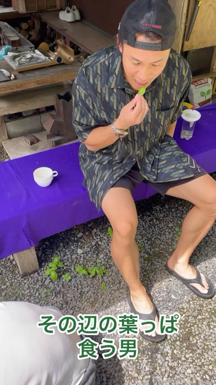 加藤条治のインスタグラム：「バジル生えてました。 ピザに乗せて食べよう。  #バジル #自家栽培」
