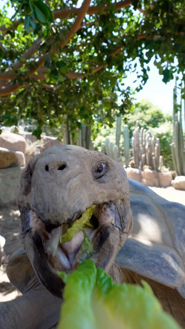 San Diego Zooのインスタグラム：「Ab crunches: ❌ Lettuce crunches: ✅  #GalapagosTortoises #SnackAttack #LeafyGreens #SanDiegoZoo」