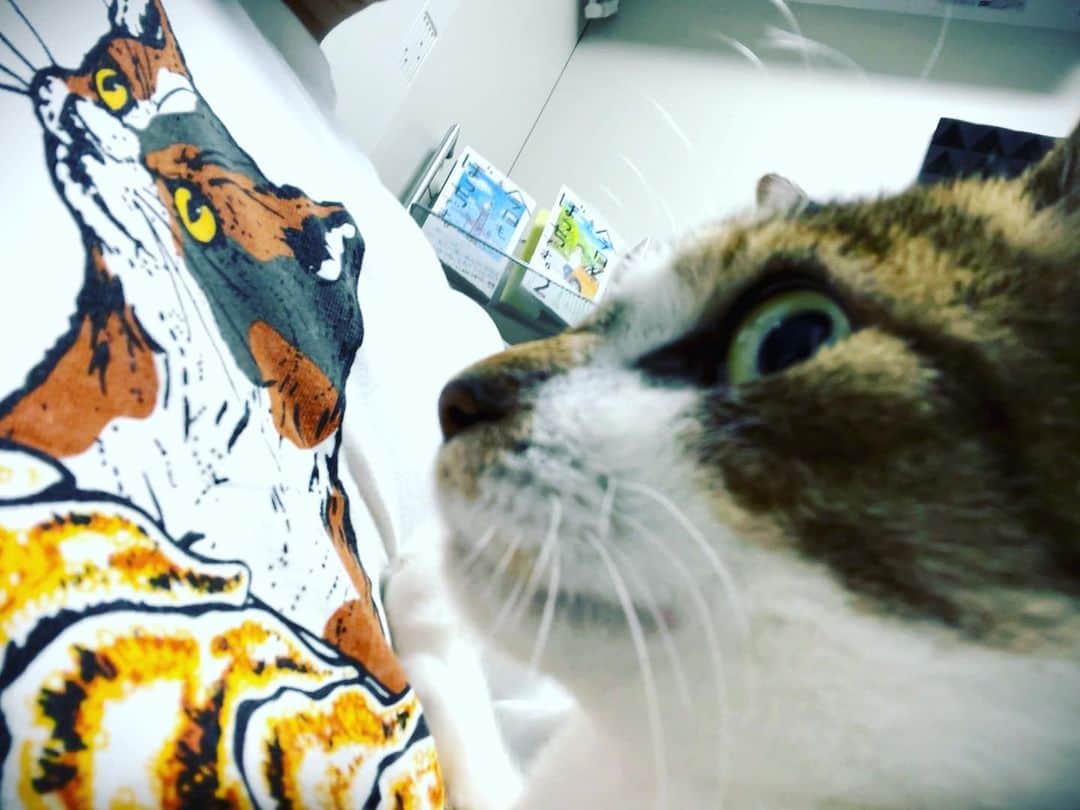 賽助さんのインスタグラム写真 - (賽助Instagram)「猫＆猫＆餃子」8月14日 19時45分 - tettou_saisuke