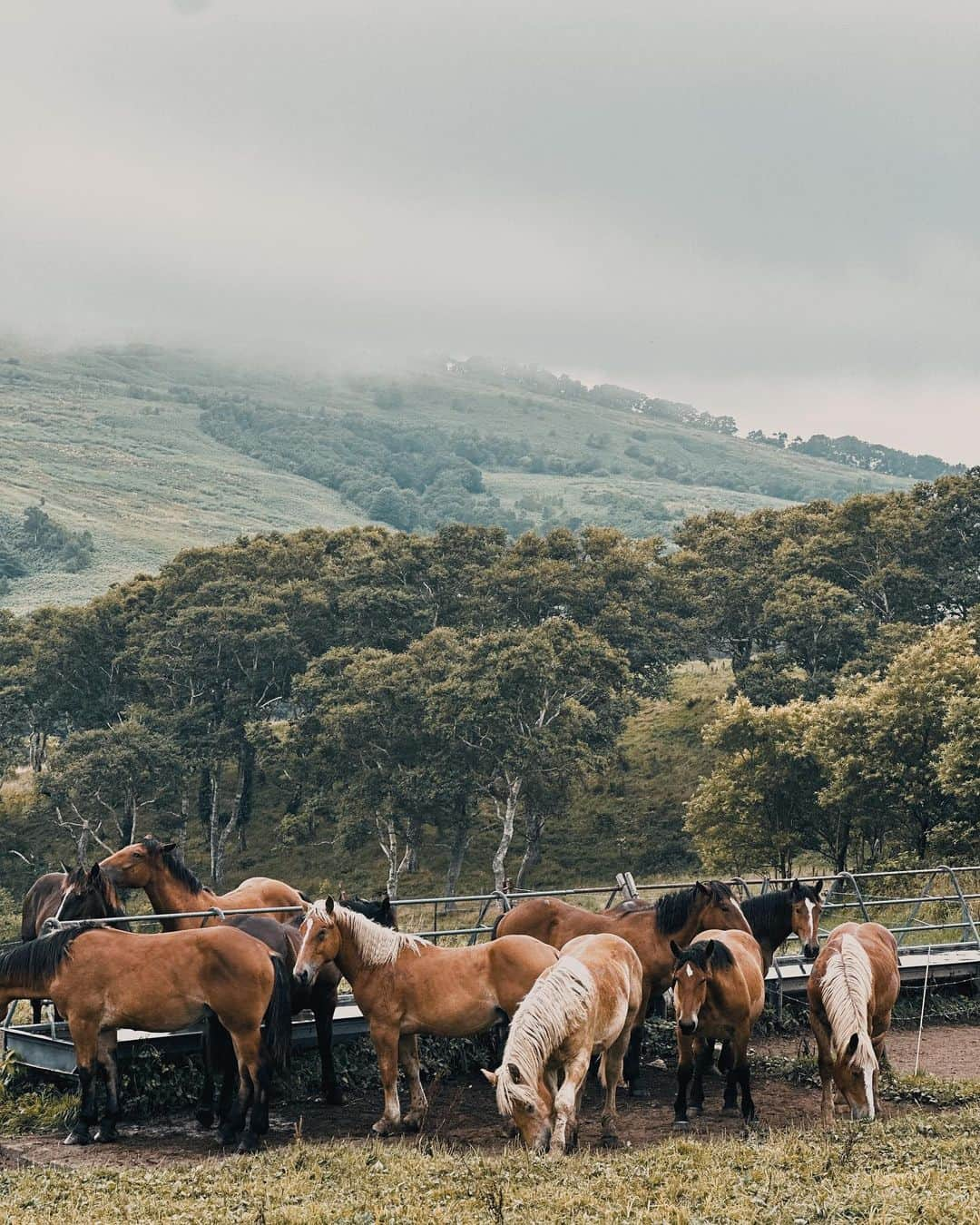 畑中奈緒美のインスタグラム：「• 🐎🐄🌳  北の大地。 馬と牛とずーしーほっきー。  運よく雲海も見れてすごく神秘的だった。  道中、色々と面白い事がありすぎて久しぶりに腹抱えて笑い転げた。 思い出すだけで今でも笑えるw 笑うって幸せだ。 大自然の中でパワーチャージ完了‼︎  #北海道 #きじひき高原 #べこ  #ずーしーほっきー」