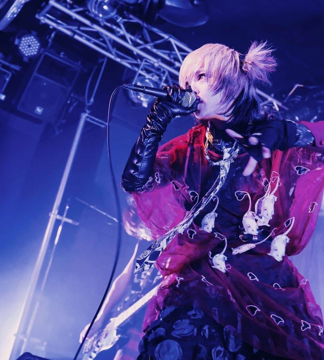 マヨイ・ディスコニックのインスタグラム：「photo by @cka.livephoto」