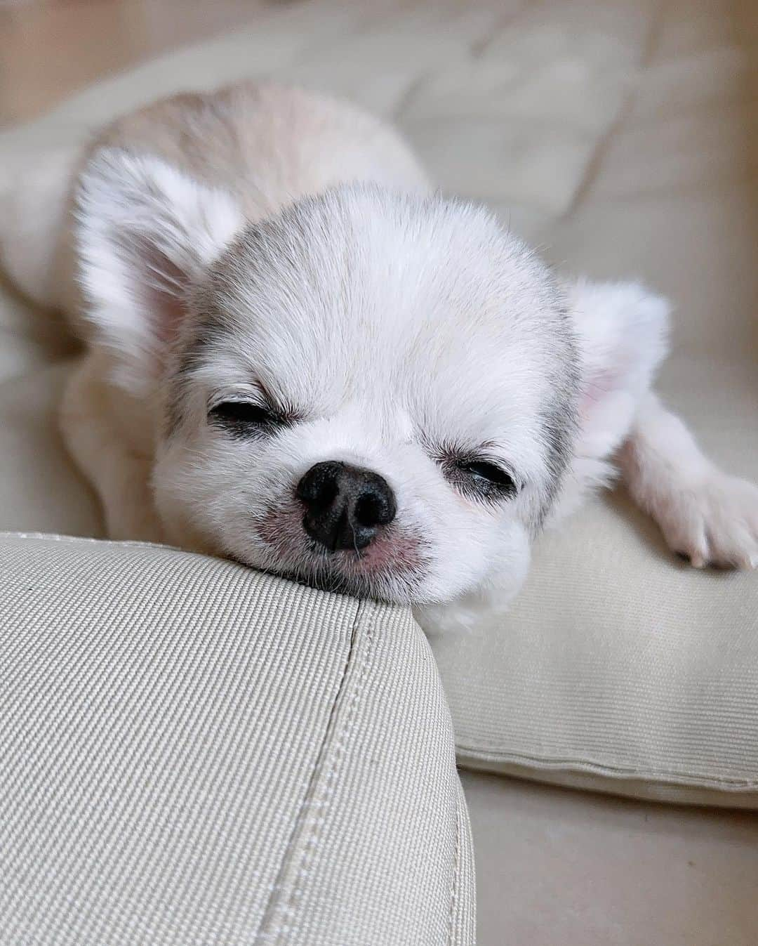 JunJunのインスタグラム：「. どれか1枚を選ぶ事はできひん🐾☺️💚 気持ち良さそうに寝てくれていて嬉しい❤︎  1番最後の写真もどれか選べへん ☺︎  #チワワ #16歳6ヶ月 #Chihuahua」