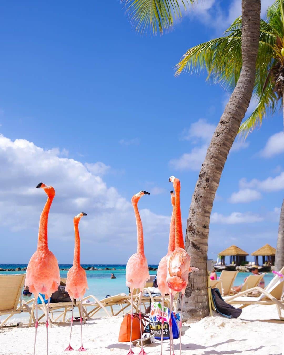 田島知華のインスタグラム：「【Aruba🇦🇼Oranjestad】Caribbean flamingos🦩🫧 夏らしい一枚を。 カリブ海アルバ島にあるRenaissance Hotelのプライベートアイランド。 宿泊していれば船に乗って無料で遊びに行くことができ、フラミンゴとビーチでまったりできる楽園です🌴 Copyright ©︎ TAJIHARU  PENTAX K-1 MarkⅡ HD PENTAX-D FA 28-105mmF3.5-5.6ED DC WR _ #たじはるトリップ #TAJIHARU_aruba #アルバ #オランダ #カリブ海 #女子旅 #旅ガール #カメラ女子 #トラベルフォトライター #aruba #oranjestad #renaissanceisland #carribbean #carribbeansea #carribbeanisland #flamingobeach #netherlands #holland #tophollandphoto #igersholland #wonderful_places #beautifuldestinations #beautifulplace #earthpix #discoverglobe #discoverearth #awesome_phototrip」