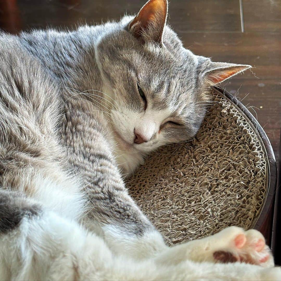 モアレ & クリエさんのインスタグラム写真 - (モアレ & クリエInstagram)「丸まりモアレさん🌀  #モアクリ #moacrie #ねこ #猫 #cat #catsagram #ねこすたぐらむ #にゃんすたぐらむ #猫のいる暮らし #ねこのいる生活」8月14日 20時43分 - moacrie
