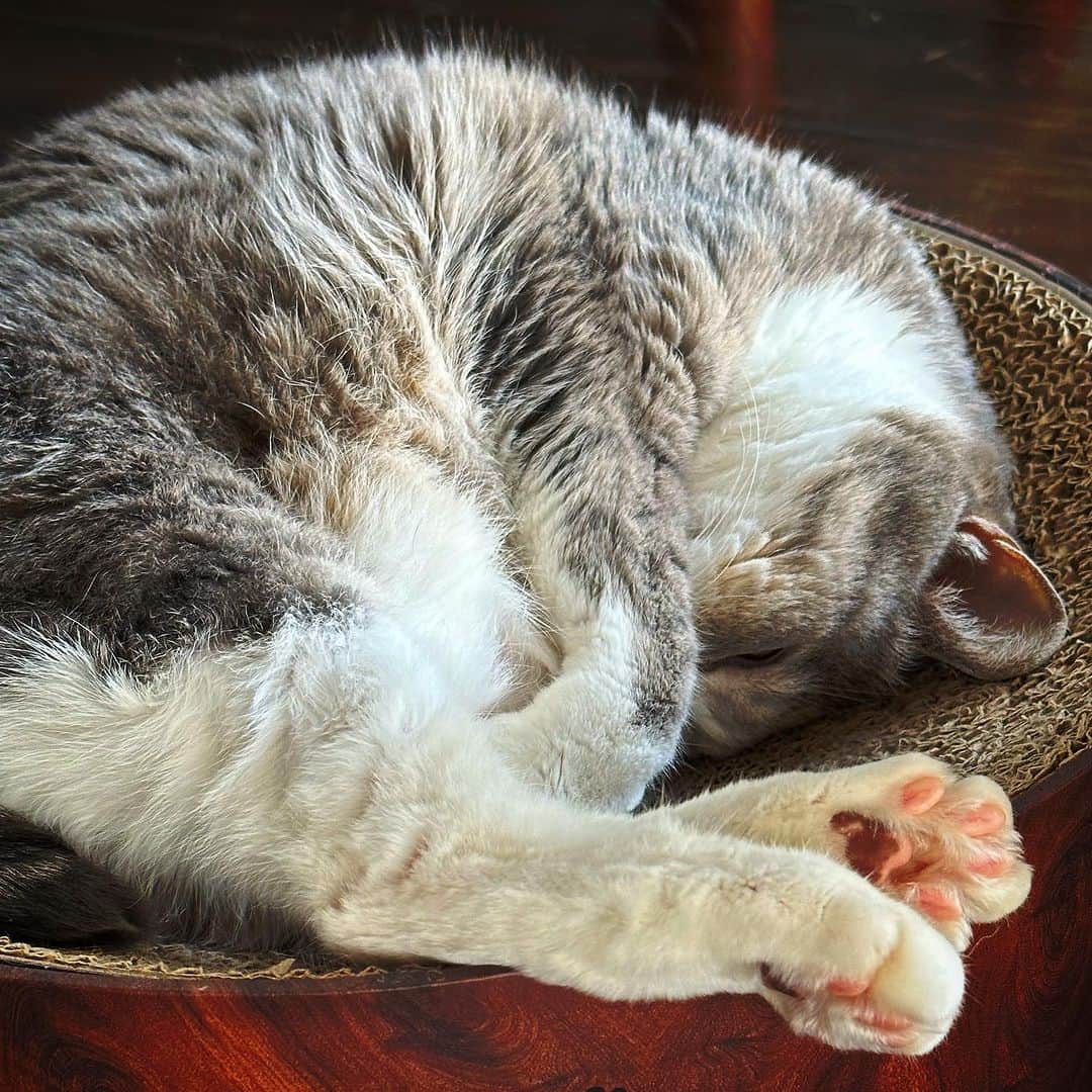 モアレ & クリエさんのインスタグラム写真 - (モアレ & クリエInstagram)「丸まりモアレさん🌀  #モアクリ #moacrie #ねこ #猫 #cat #catsagram #ねこすたぐらむ #にゃんすたぐらむ #猫のいる暮らし #ねこのいる生活」8月14日 20時43分 - moacrie