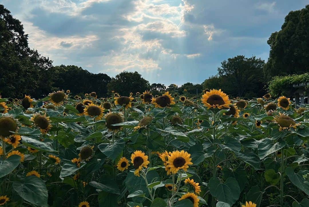 山中亮輔さんのインスタグラム写真 - (山中亮輔Instagram)「Our hometown🌻  #長居公園 #長居公園植物園  #ひまわり畑 #ひまわり  @rikureogram」8月14日 20時59分 - yamanaka_ryosuke24