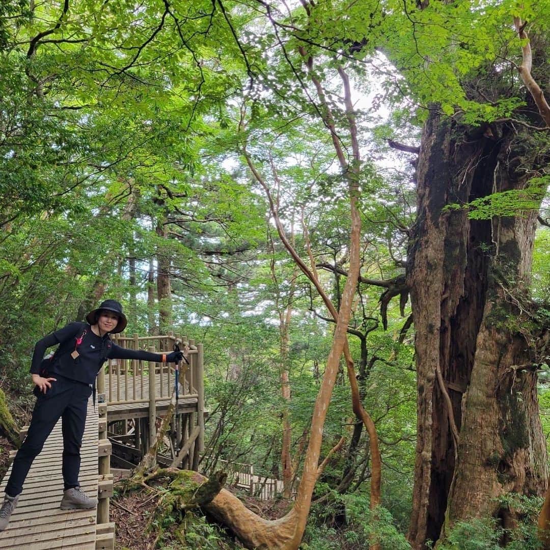 宇田恵菜さんのインスタグラム写真 - (宇田恵菜Instagram)「Yakushima Jomonsugi Trip 2 朝6:00から歩き始めて、だいたい往復10時間は最低かからと言われていて、11時前後の縄文杉の到着を目指しましたが、1時間は早く着き、のんびり登山弁当食べるとことができました！  変わった木とか、私は苔が好きだから、苔のいろんな植物みたりして、香りと木の感じを存分に楽しめた!  そして23km,休憩はぶいて6時間46分歩き続けまして、往復9時間で終了！ ちょうど最後30分は雨が降ってきたので、早めに下山して正解でした✨ あの時は、あーーー長いなーと思ったトロッコ道も、2ヶ月経った今は、もう平気になって、また行きたいと思ってる。次は山や崖の上を登りたいなー。てね！ ------------------------------- #casting  #actress #shortfilm #キャスティング  #役者  #filmingcrew #filming #撮影中 #撮影クルー #leadactress #女優 #actresslife #スチール撮影 #黒髪 #blackhair 　#愛媛出身 #不動産女子 #japaneseactress  #屋久島旅　#屋久島観光　#縄文杉」8月14日 21時17分 - ena2727