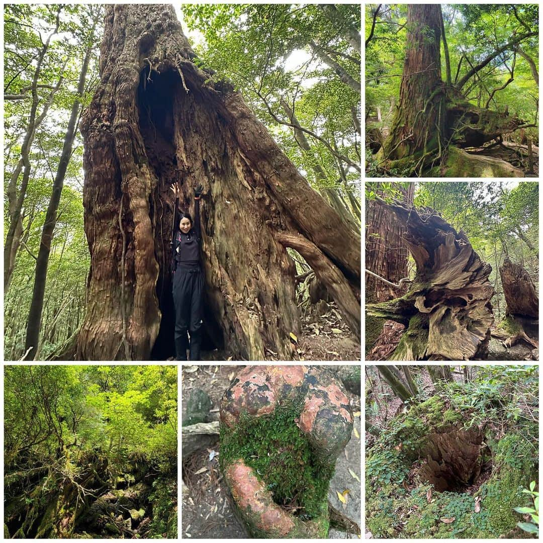 宇田恵菜さんのインスタグラム写真 - (宇田恵菜Instagram)「Yakushima Jomonsugi Trip 2 朝6:00から歩き始めて、だいたい往復10時間は最低かからと言われていて、11時前後の縄文杉の到着を目指しましたが、1時間は早く着き、のんびり登山弁当食べるとことができました！  変わった木とか、私は苔が好きだから、苔のいろんな植物みたりして、香りと木の感じを存分に楽しめた!  そして23km,休憩はぶいて6時間46分歩き続けまして、往復9時間で終了！ ちょうど最後30分は雨が降ってきたので、早めに下山して正解でした✨ あの時は、あーーー長いなーと思ったトロッコ道も、2ヶ月経った今は、もう平気になって、また行きたいと思ってる。次は山や崖の上を登りたいなー。てね！ ------------------------------- #casting  #actress #shortfilm #キャスティング  #役者  #filmingcrew #filming #撮影中 #撮影クルー #leadactress #女優 #actresslife #スチール撮影 #黒髪 #blackhair 　#愛媛出身 #不動産女子 #japaneseactress  #屋久島旅　#屋久島観光　#縄文杉」8月14日 21時17分 - ena2727