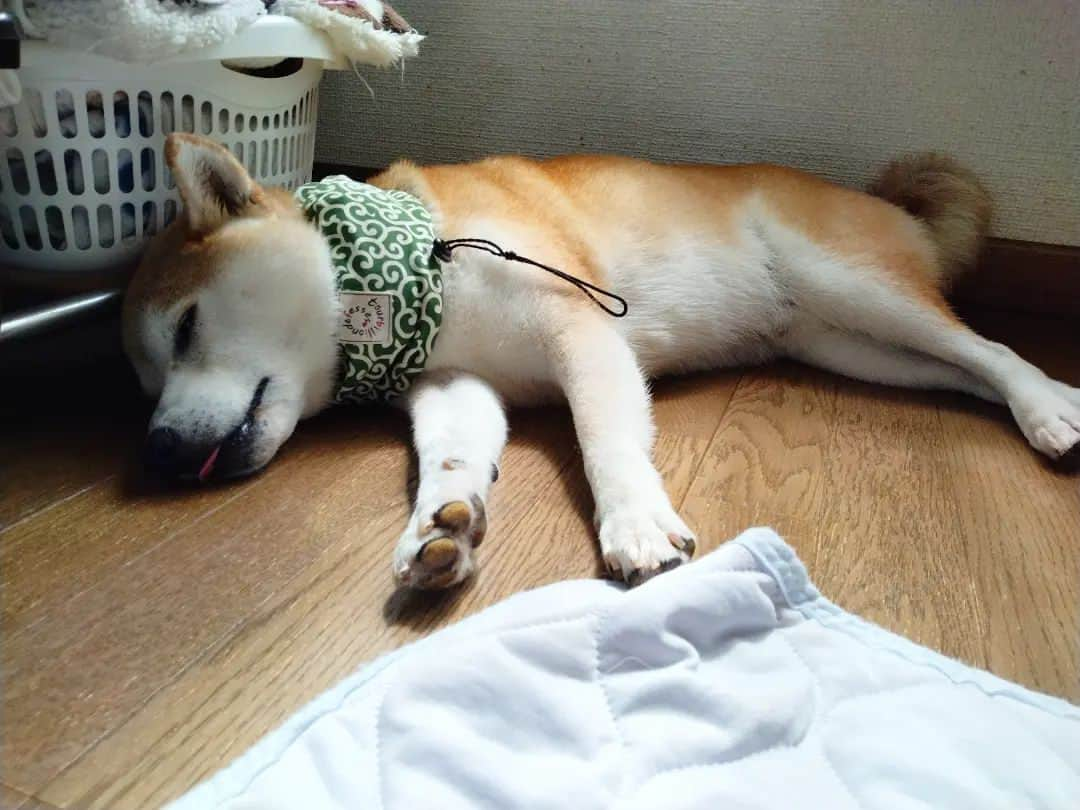 柴犬⭐️サスケさんのインスタグラム写真 - (柴犬⭐️サスケInstagram)「おやすみ୧⃛՞•ﻌ•՞୨⃛ﾜﾝ⁡ ⁡#さすけ#柴犬 #赤柴#いぬのいる暮らし #いぬすたぐらむ #わんこのいる暮らし #わんだフォ #わんこのいる生活 #茶助#暑いよねー#ひんやりマットに乗ろうよー#保冷剤じゃ足りないよねー#ふわもこ部 #晴れてたから散歩いったのに#土砂降り#なんて日だ#ドライヤーしてたら噛まれた#トリマーさんと何が違うの？笑#飼い主噛むなし#とほほ」8月14日 21時23分 - shiba20150405