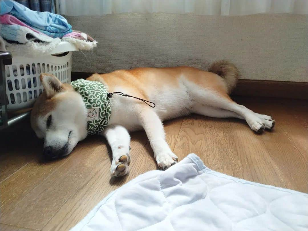 柴犬⭐️サスケさんのインスタグラム写真 - (柴犬⭐️サスケInstagram)「おやすみ୧⃛՞•ﻌ•՞୨⃛ﾜﾝ⁡ ⁡#さすけ#柴犬 #赤柴#いぬのいる暮らし #いぬすたぐらむ #わんこのいる暮らし #わんだフォ #わんこのいる生活 #茶助#暑いよねー#ひんやりマットに乗ろうよー#保冷剤じゃ足りないよねー#ふわもこ部 #晴れてたから散歩いったのに#土砂降り#なんて日だ#ドライヤーしてたら噛まれた#トリマーさんと何が違うの？笑#飼い主噛むなし#とほほ」8月14日 21時23分 - shiba20150405