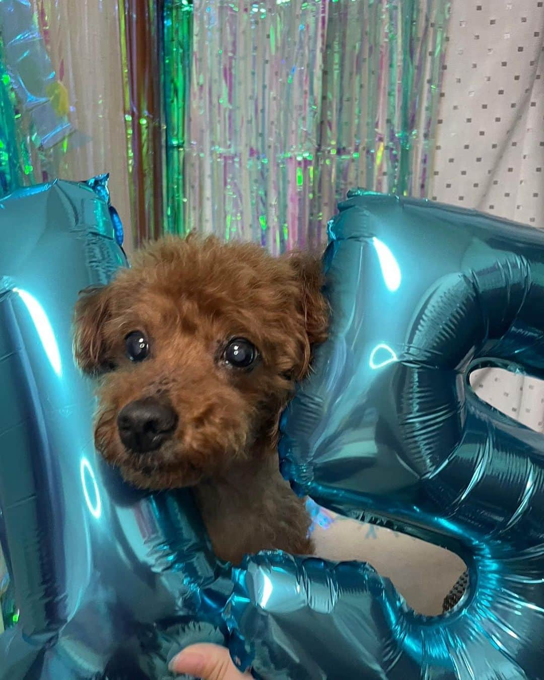 坂東遥さんのインスタグラム写真 - (坂東遥Instagram)「今日はレオくんのお誕生日🎂 人生の半分以上一緒にいる🐶」8月14日 22時08分 - b.haruka1103