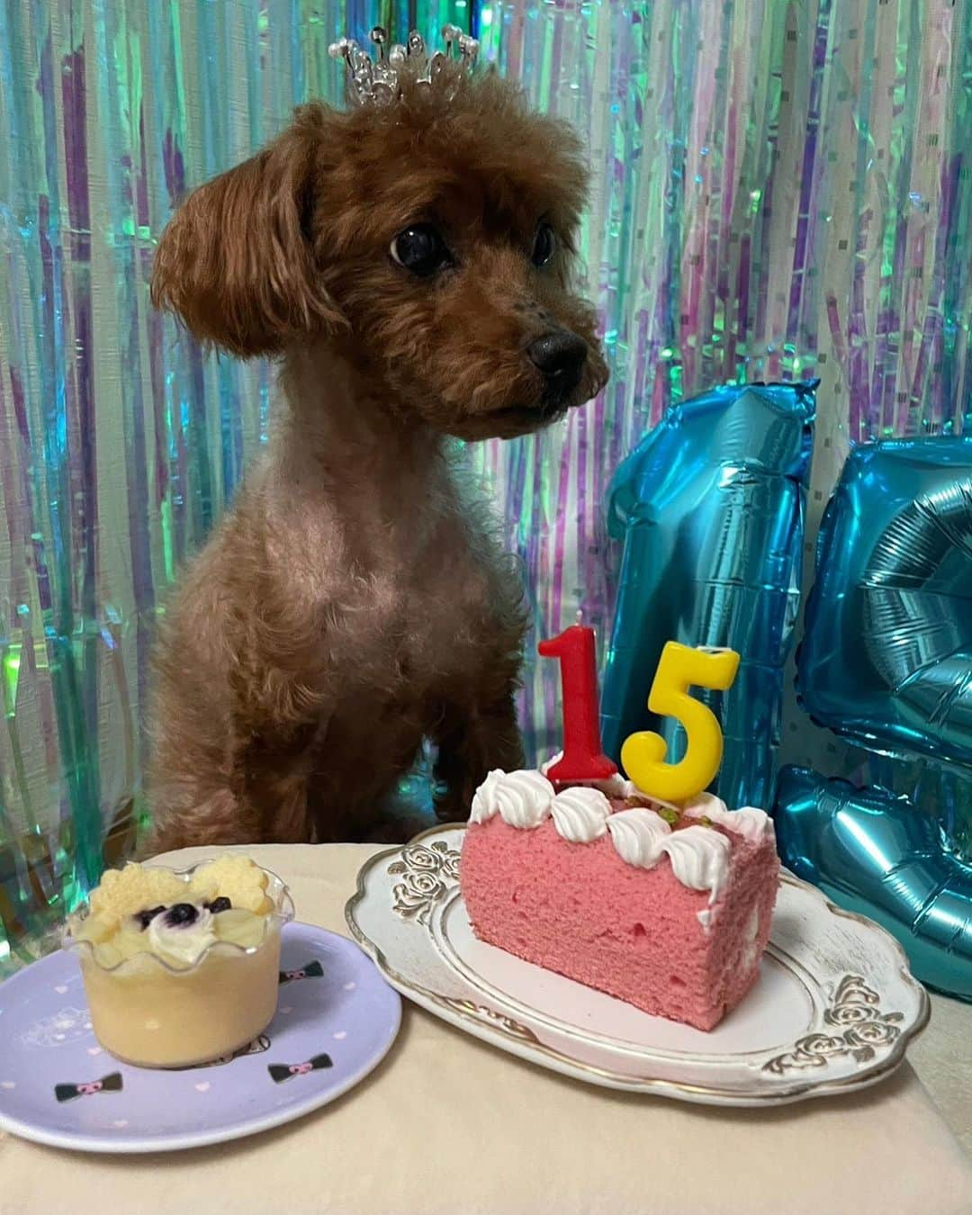 坂東遥さんのインスタグラム写真 - (坂東遥Instagram)「今日はレオくんのお誕生日🎂 人生の半分以上一緒にいる🐶」8月14日 22時08分 - b.haruka1103