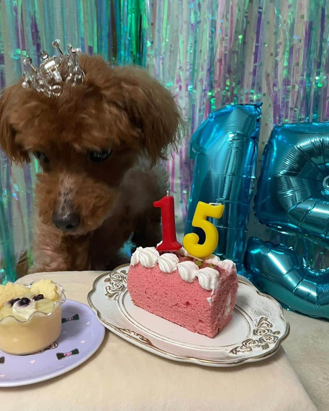 坂東遥さんのインスタグラム写真 - (坂東遥Instagram)「今日はレオくんのお誕生日🎂 人生の半分以上一緒にいる🐶」8月14日 22時08分 - b.haruka1103