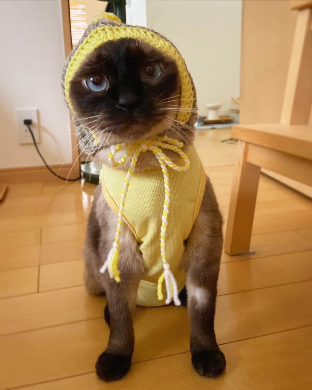 kuu−neruさんのインスタグラム写真 - (kuu−neruInstagram)「#0814T#0814くうねる 黄色い子ロスのみなさまへ(そんな人居ない？😹💛) ・ #どんぐりネコ帽子 #エビコの手仕事 #ebicoの手仕事   台風被害何事もなく過ごせますように... みなさまもお気をつけください ・ 2023/8/14  #cat#catstagram#catsofinstagram#ねこ#ilovecat#にゃんだふるらいふ#cats_of_world#にゃんすたぐらむ#weeklyfluff#fatfat部#無敵の親バカ同盟#シブにゃん隊over10jr#みんねこ#igersjp#ペコねこ部#ねるる2023#bestmeow#siamese#rakutenpet#サンデイ#sippoストーリー#nyancon01#andpremiumneko#くうねるmode#動ねる」8月14日 22時20分 - akuubichan