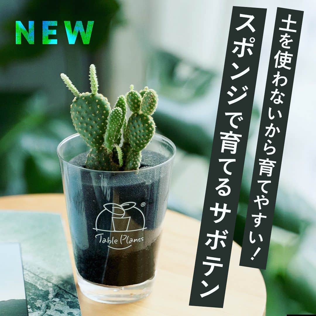 のインスタグラム：「育てやすくて大人気！土を使わない観葉植物Table Plantsシリーズに、サボテンが新登場です🌵🏜  とくにウサギのようで愛らしさもあるうちわサボテンがおすすめ。 虫がわかず水やりのタイミングもわかりやすいサボテン、暑い夏の癒しにいかがでしょう？」