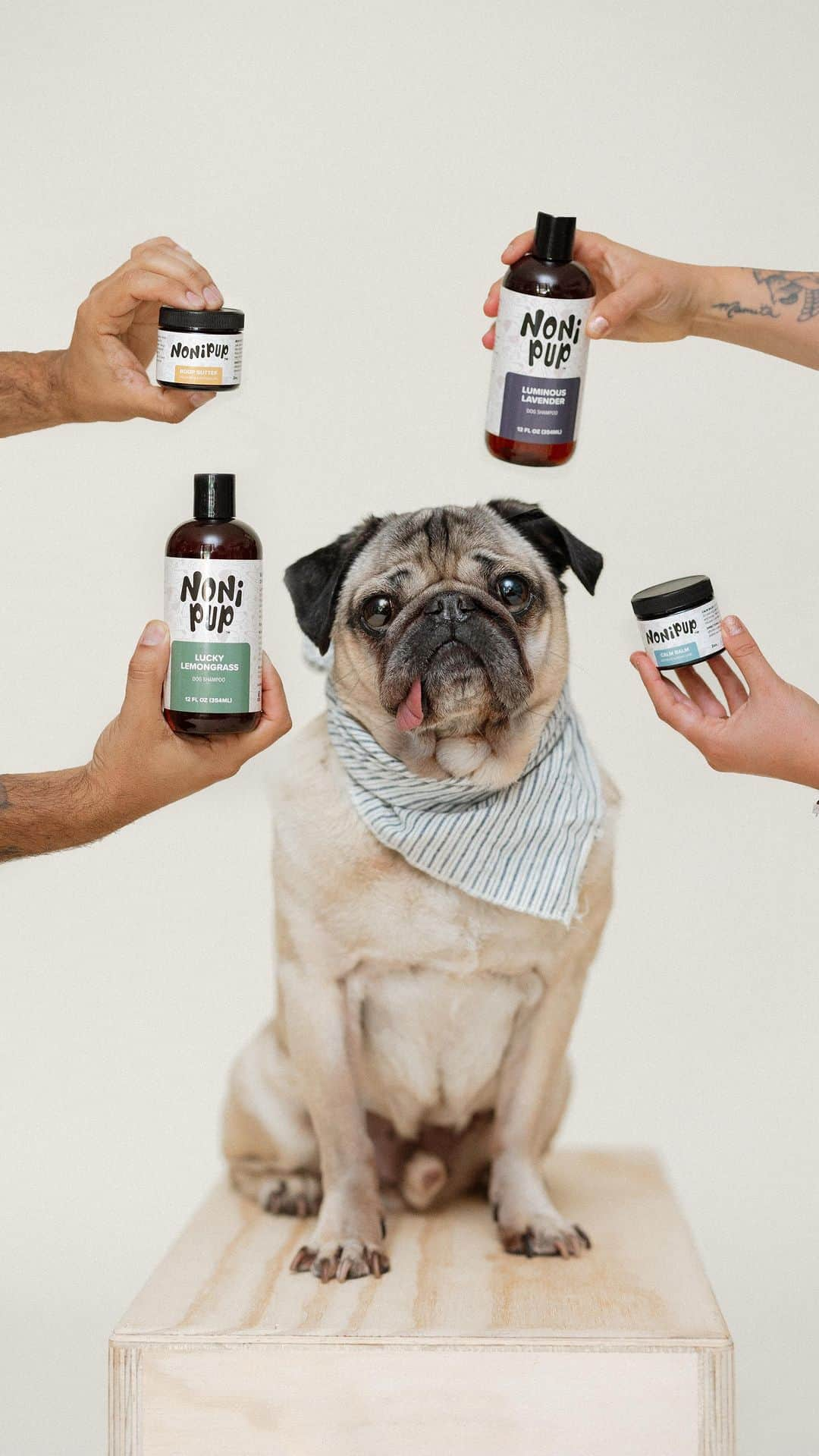 itsdougthepugのインスタグラム：「DOUG HAS AN ANNOUNCEMENT! Unleashing a dream 3 years in the making…@nonipup, our new holistic dog wellness company, is OUT NOW!   Doug The Pug may be a pet celebrity and get pampered with all of the best things, but we believe your dogs should too. Dogs are more than dogs, they’re family - and they deserve the best of the best and safest ingredients in their day-to-day care.   We just launched the first four products:   Boop Butter™: for dry cracked noses and dry paws  Calm Balm: itch/allergy relief and wound care Luminous Lavender: allergy relief shampoo  Lucky Lemongrass: flea and tick shampoo   We would be overjoyed to have your support for our family business and hear how your dogs love Nonipup! Please go follow @nonipup and explore www.nonipup.com to place an order!! Tag a friend who needs this for their dogs! #nonipup  #dogsofinstagram #dogmom #doglife #pugsofinstagram #pugs #healthydog #holisticdog #naturaldogproducts #dogshampoo」