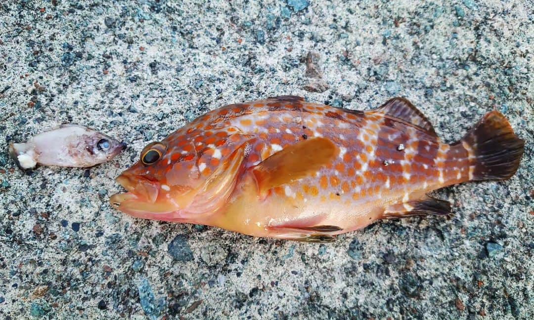 関陽樹のインスタグラム：「食物連鎖の図。 カラフルな良型のキジハタを釣り上げた直後に吐き出した、餌となっていた小魚。 アジか、あるいはメバルの稚魚か。 餌は丸呑みしているんですね。実際見てみると、なかなかのインパクトでした。 そんなキジハタを塩焼きで頂きました。 大きくなると高値で取り引きされ、高級料亭でも出されるだけあって、肉質は弾力もあり、仄かな甘みもありと、とても美味でした。 これも食物連鎖か！？  #ルアーフィッシング #アジング #ライトルアーゲーム #キジハタ #ベイト #ベイトフィッシュ #食物連鎖   #ロングドライブ #早朝 #釣り  #釣り好きな人と繋がりたい」