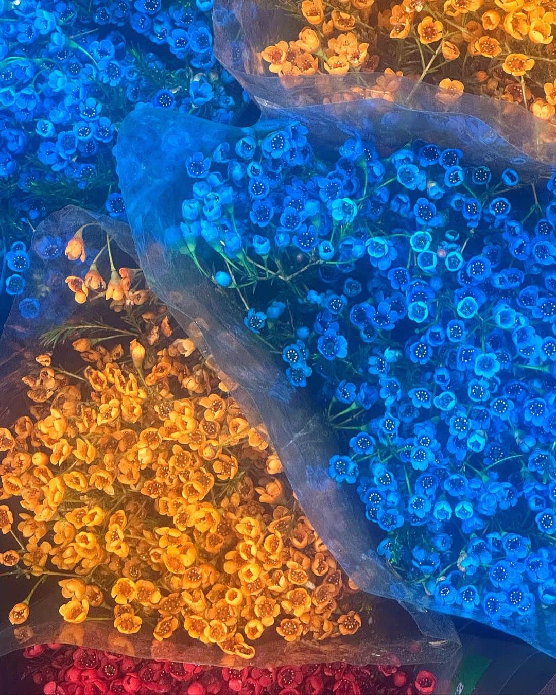 蜷川実花さんのインスタグラム写真 - (蜷川実花Instagram)「上海の造花屋で仕入れ。 日本にはない色のものがたくさんあって盛り上がる❕ その後金魚街に行って金魚撮影。 充実した1日でした。 #上海」8月14日 23時16分 - ninagawamika