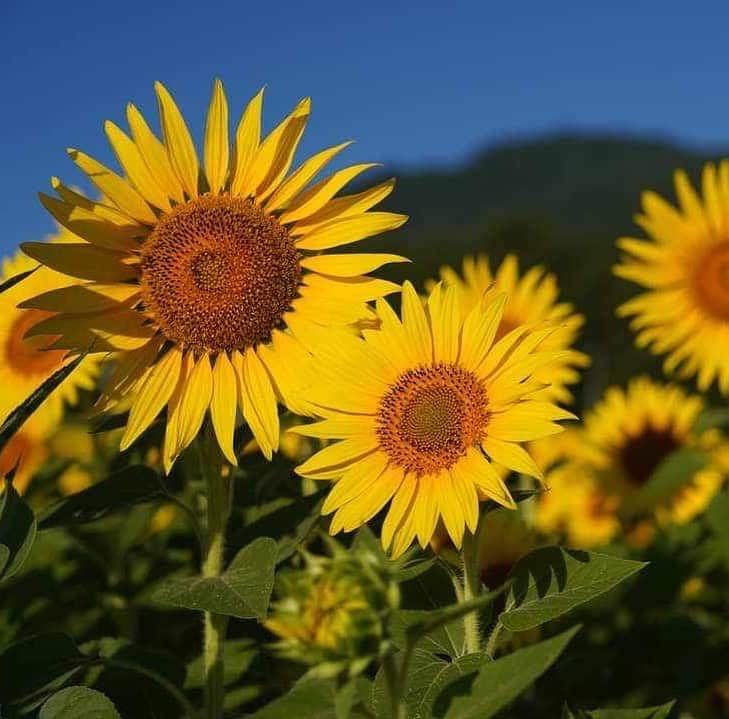 山中千尋さんのインスタグラム写真 - (山中千尋Instagram)「向日葵  Sunflower in full bloom photo by Masahiko Nagase  夏の灼熱を養分にして、咲き誇るひまわり。太陽を正面から受け止める強さが眩しいです。  長瀬雅彦さまからシェアいただいた素敵なお写真🌻ありがとうございます✨  お知らせです  8/30(水)新アルバム「Dolce Vita」リリース✨  「Dolce Vita」新譜発売直後✨国内レギュラーメンバーライブ✨ 9/2(土)長野バックドロップ 9/3(日)千葉 新鎌ケ谷　MT Milly’s 金沢ジャズストリート 9/16(土)ANAクラウンプラザホテル金沢  9/17(日)金沢・北國新聞赤羽ホール  Dolce Vita✨NYトリオツアー 9/23(土)富山オーバードホール 24(日)名古屋スターアイズ 25(月)ビルボードライブ大阪 26(火)静岡ライフタイム 28(木)いわきアリオス 29(金)甲府桜座 30(土)ブルーノート東京 10/1(日)ブルーノート東京 2(月)高崎芸術劇場スタジオシアター  各会場で皆さまとお会いできますのを楽しみにしております❤️❤️  詳しくはchihiroyamanaka.netをご覧ください❤️❤️❤️  New album "Dolce Vita" to be released on 8/30 (Wed.)✨   "Dolce Vita" ✨Tour with Japanese Trio✨ 9/2 (Sat) Nagano backdrop 9/3 (Sun) Chiba Shinkamagaya MT Milly's Kanazawa Jazz Street 9/16 (Sat) ANA Crowne Plaza Hotel Kanazawa 9/17 (Sun) Kanazawa Hokkoku Shimbun Akabane Hall  Dolce Vita✨NY Trio Tour featuring Yoshi Waki(bass) John Davis(drums) 9/23 (Sat.) Toyama Overdhall 24 (Sun) Nagoya Star Eyes 25 (Mon) Billboard Live Osaka 26 (Tue) Shizuoka Life Time 28 (Thu) Iwaki Arios 29 (Fri) Kofu Sakuraza 30 (Sat) Blue Note Tokyo 10/1 (Sun) Blue Note Tokyo 2 (Mon) Takasaki Arts Theater Studio Theater  We are looking forward to seeing you all ❤️ For more info www.chihiroyamanaka.net」8月14日 23時25分 - chihiroyam