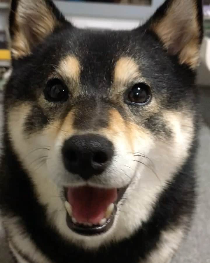 吾子のインスタグラム：「・ ・ 5年前のあこわんと最近のあこわん🐶🩷 ・ 顔の白い所も増えてきたかな🐶✨ ・ ・ ・ ・ ・ ・ ・ ・ ・ ・ ・ #もうすぐ10歳 #わんケーキ楽しみ🐶🩷 #sapporo  ・ 北海道の柴犬 #柴北会 の皆ワン🐶暑い日は水いっぱい飲もう〜🐶✨ ・ #adorable #instadog#shibainu#dog#柴犬ライフ #instashiba#柴犬マニア #9gag #barked #kuroshiba#socute #cutedog#いぬのきもち #黒柴 #dogstagram_japan」