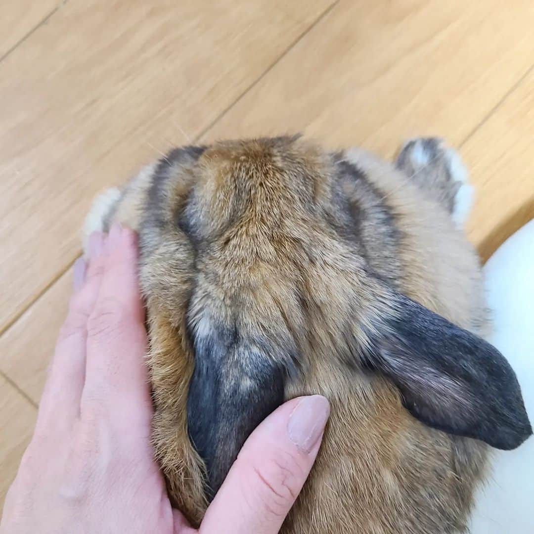 三宅裕子さんのインスタグラム写真 - (三宅裕子Instagram)「🐰🌈⁡⁡⁡お盆🎑⁡ ⁡ ⁡ポコちゃんにとって ⁡初盆。⁡ ⁡スマホはGoogleフォトが⁡ ⁡定期的に思い出をあげてくれる⁡ ⁡おかげでポコちゃんのアルバムが⁡ ⁡しっかりできてます。⁡ ⁡⁡ ⁡亡くなってしばらくはこれが 辛かったけれど😭⁡ 今はいい機能だなぁって思う。 ⁡1枚目はペットショップで初めて⁡ ⁡ポコちゃんに出会った時の。⁡⁡ ⁡こんなワンちゃん🐶 ⁡みたいな⁡ 🐰いるんだ！って衝撃だったなぁ笑 ⁡ ⁡2枚目はお別れする数時間前🌈⁡ ⁡奇跡に撮ってました。 病院で待ってる間⁡に ⁡珍しくすごく出たがって⁡⁡ ⁡甘えてるのかな？と⁡ ⁡おもってお膝にのせたの。⁡ ⁡可愛くてお気楽に⁡撮ったんだ🥲 ⁡お薬を貰う間とてもお利口にしてた⁡ ⁡ポコちゃんでした。。⁡  ⁡3-5枚目は可愛いお気に入りshot。⁡ ⁡ツキちゃんは今でも⁡ ⁡毎日ポコちゃんの前の⁡ ⁡ケージをみつめたり前で⁡ ⁡寝たりしています。⁡ ⁡ ⁡6枚目ある日のうさんぽ🐰⁡ ⁡ ⁡ ⁡お外が大好きでお目目を⁡ ⁡キラキラさせながら ⁡喜んでたなぁ⁡。⁡ 夜の⁡自販機も好きで笑⁡ ⁡すごい🥺！って見つめてたり。⁡ ⁡⁡こんな可愛い子が ⁡家族になってくれたことに感謝。⁡⁡ ⁡⁡ ⁡7枚目は⁡ ⁡お盆なのでロウソク🕯と⁡ ⁡ポコちゃんの好物と。⁡⁡ ⁡親友の @airlymomoco ちゃんが⁡ ⁡送ってくれたもの🍀 ⁡絵は @mysmys777 ⁡さんに描いていただきました🎨⁡ ⁡ありがとうございました❣️⁡ ⁡ ⁡⁡ ⁡またいつか会える日まで⁡ ⁡⁡ ⁡元気いっぱい遊んでてね🌈 ⁡ ⁡ ⁡.*･ﾟ　.ﾟ･*.⁡ ⁡⁡ #うさぎのポコちゃん⁡ ⁡ #虹の橋🌈 ⁡ #虹の橋組 ⁡⁡ #お空組  #ロップイヤー⁡ ⁡ #ふわもこ部うさぎ ⁡ ⁡ #ぷくぷく⁡ ⁡ #ふわもこ⁡ ⁡ #いつもいっしょ⁡ ⁡ #家族  #family⁡ ⁡ #不正咬合うさぎ⁡ ⁡ #不正咬合⁡ ⁡ #⁡頑張り屋さん⁡ ⁡ #思い出  #memories⁡ ⁡」8月15日 0時08分 - yuko_miyake