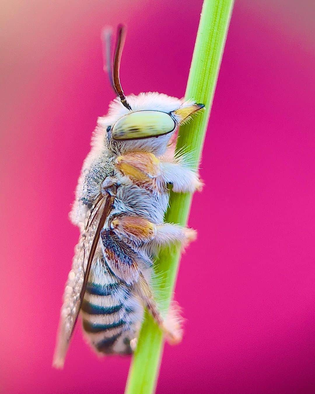 appleさんのインスタグラム写真 - (appleInstagram)「“I love to photograph bugs because it reveals the hidden beauty of small worlds.” #ShotoniPhone by Mohamed A. @amn_graphy_」8月15日 1時00分 - apple