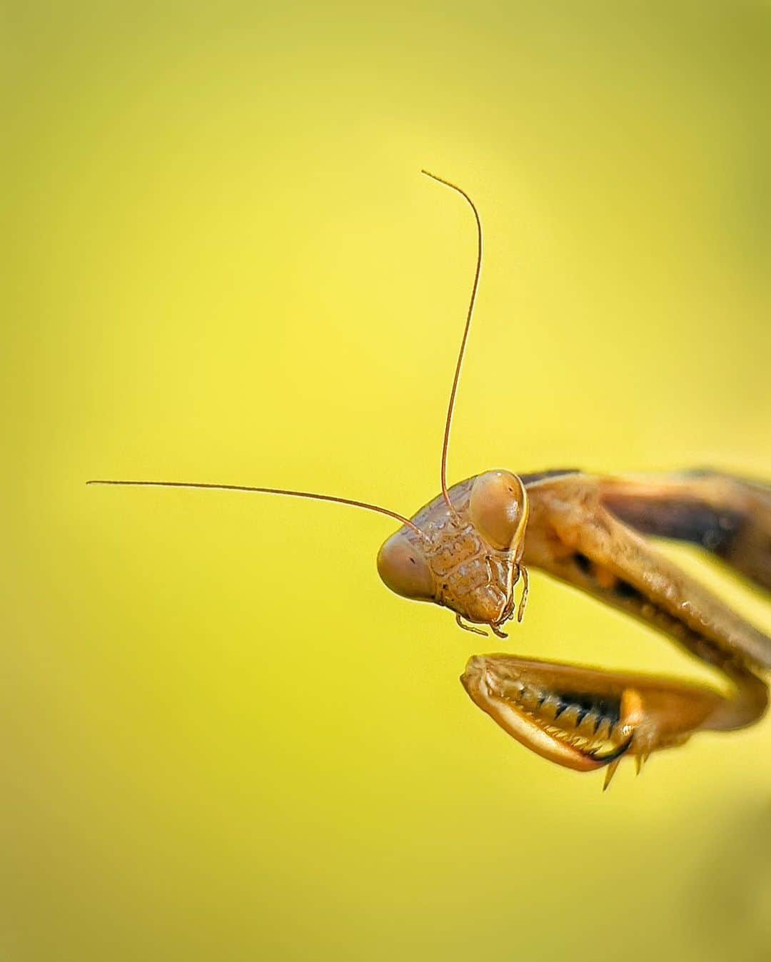 appleのインスタグラム：「“I love to photograph bugs because it reveals the hidden beauty of small worlds.” #ShotoniPhone by Mohamed A. @amn_graphy_」