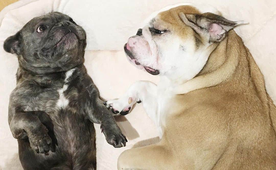 シェール・ロイドのインスタグラム：「We said our goodbyes to Sharon 💔 She was part of our family for 11 years. I know how much she missed Buddy. You’re both together again now 🐾♥️」