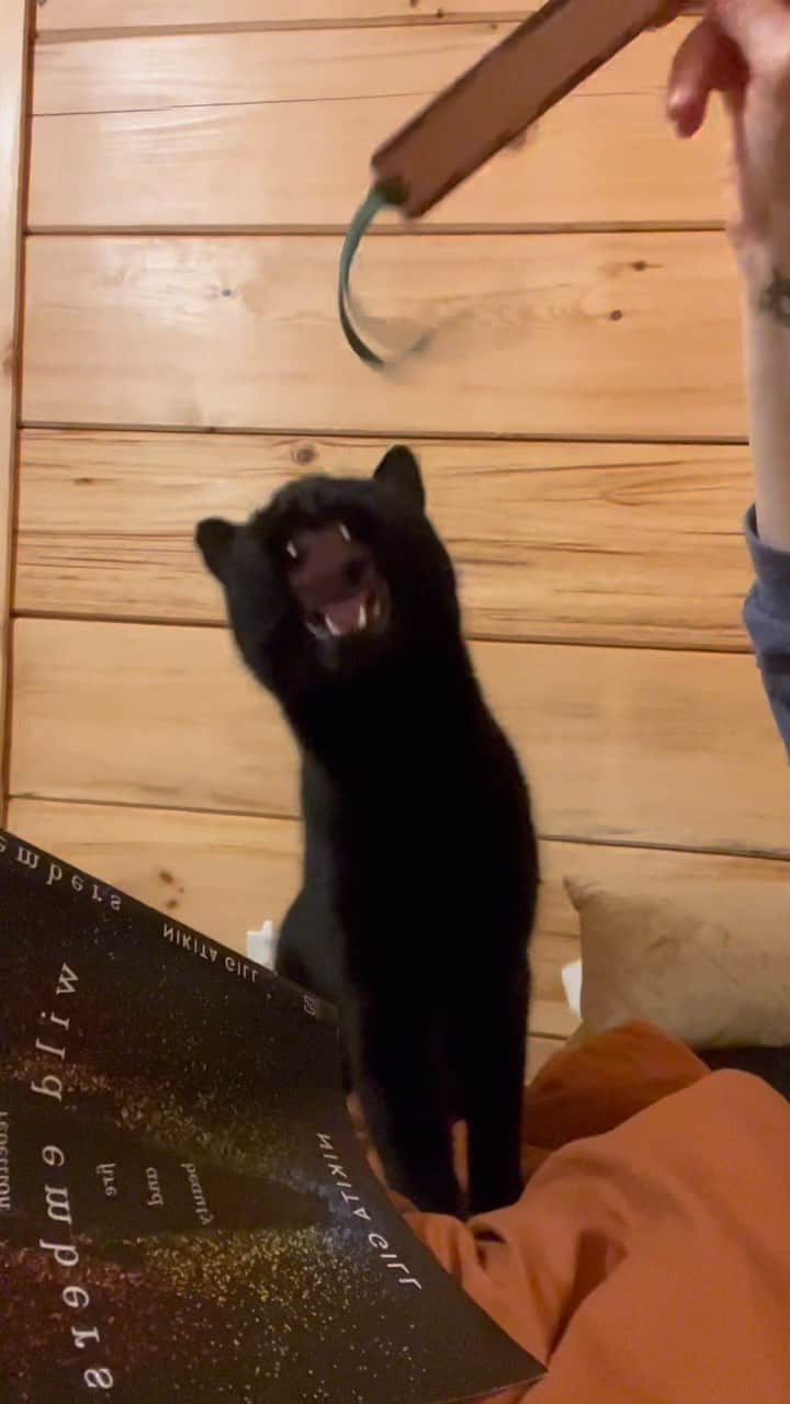 セルジオのインスタグラム：「We were going to do some reading, but Monkey was more interested in the bookmark. 📖 Happy Monday friends! ————————— #readingisfundamental #sillymonkey #monkeybusiness #playfulcat #catsofinstagram #teef #teefies #chompers #vampirecat #blackcatsofinstagram #catsofig #catsofinsta」