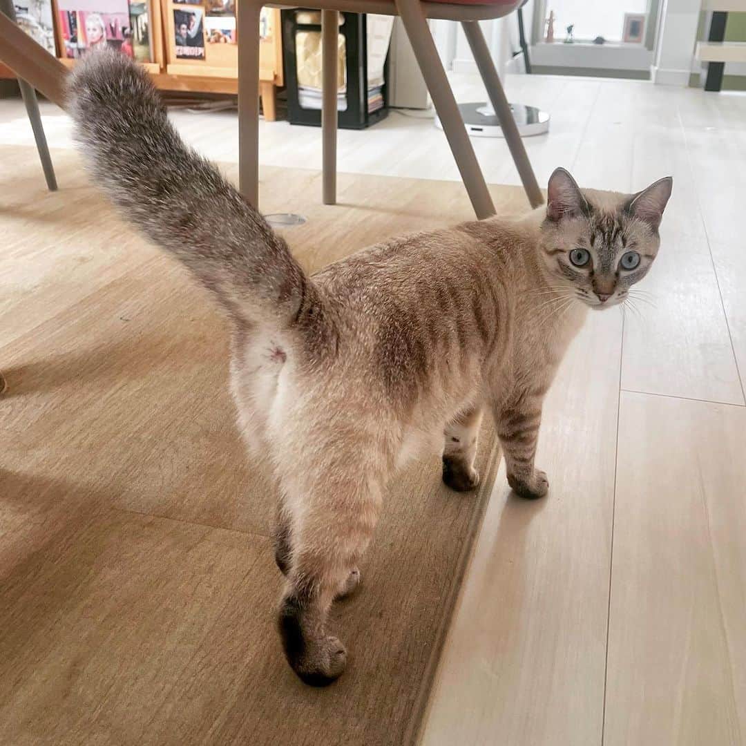 田中要次のインスタグラム：「しっぽで引っ叩いてやろうか？ #猫Guri #Bo_nyans #猫のいる暮らし」