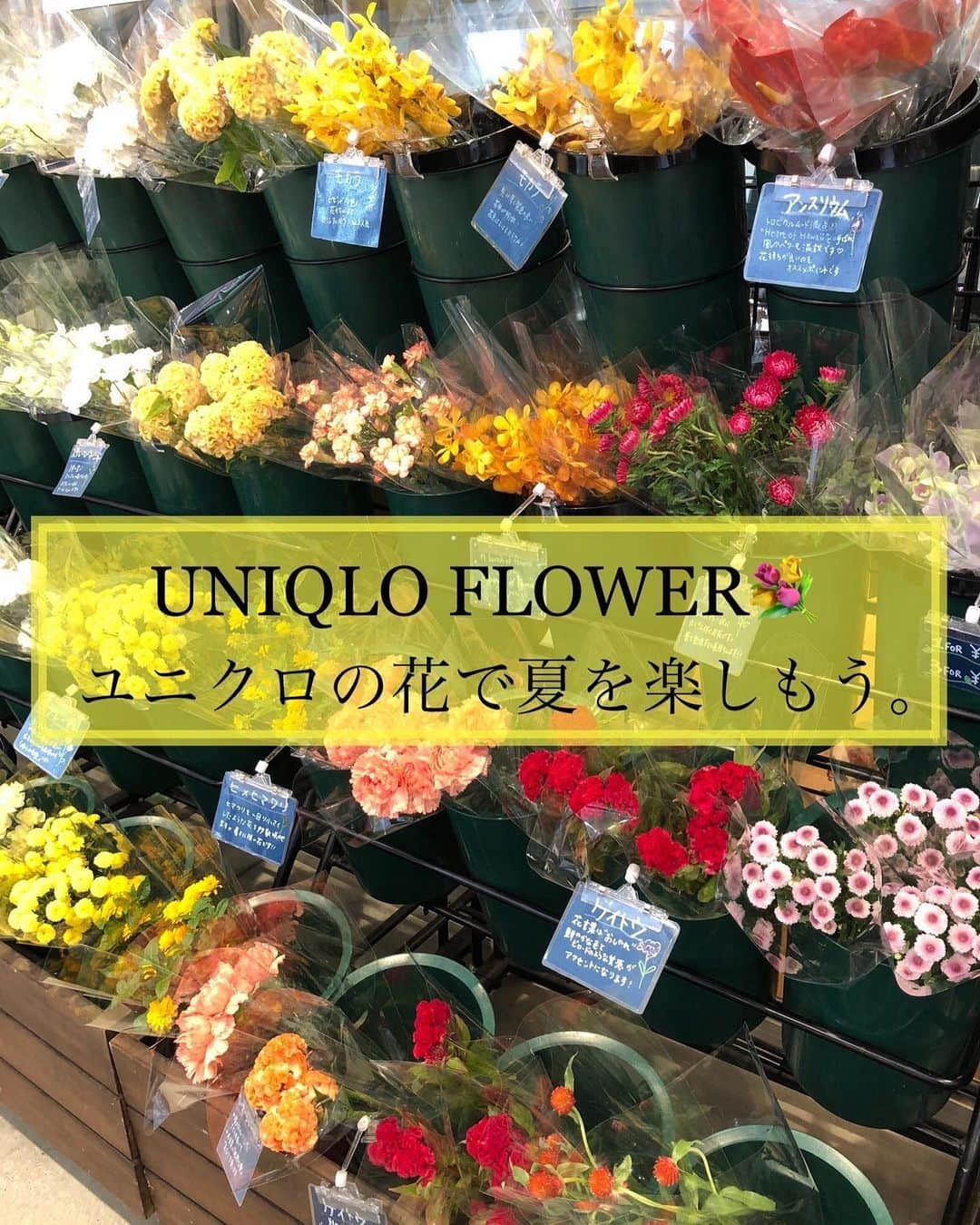 ユニクロ 銀座店のインスタグラム：「【UNIQLO FLOWER 今なら栄養剤プレゼント】 ユニクロ銀座店店内後方すずらん通り口では、ユニクロフラワーを販売中🌻  8月7日から31日までの期間中、4束以上お買い上げのお客様へ、お花が長持ちする栄養剤をプレゼント致します。 この機会に花のある生活始めませんか☺️ ユニクロフラワーでスタッフ一同お待ちしております。  ※プレゼントは対象商品購入に限ります。 ※店舗とオンラインストアで、プレゼントの条件・内容が異なります。 ▶︎オンラインストア 対象のラウンドブーケ¥1,990をお買い上げのお客様 ▶︎店舗 4束以上お買い上げのお客様 ※栄養剤の使用・製品に関する質問等は、パッケージ裏面記載のメーカーへ問い合わせ下さい。 ※プレゼントの同梱がされていなかった、破損していた場合はお手数ですがユニクロオンラインストアカスタマーセンターへお問い合わせ下さい。  #ユニクロフラワー#uniqloflower#銀座花屋#uniqlo#uniqloginza#観葉植物#花のある暮らし#季節のお花#ユニクロ銀座#銀座」