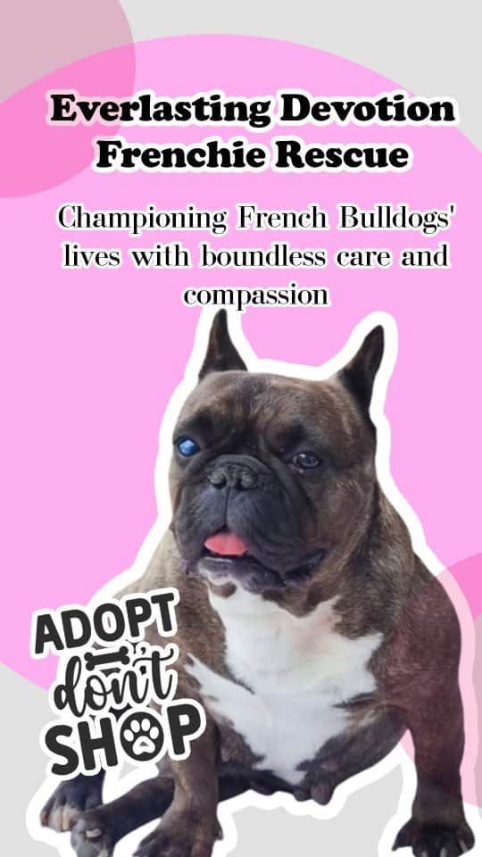 French Bulldogのインスタグラム